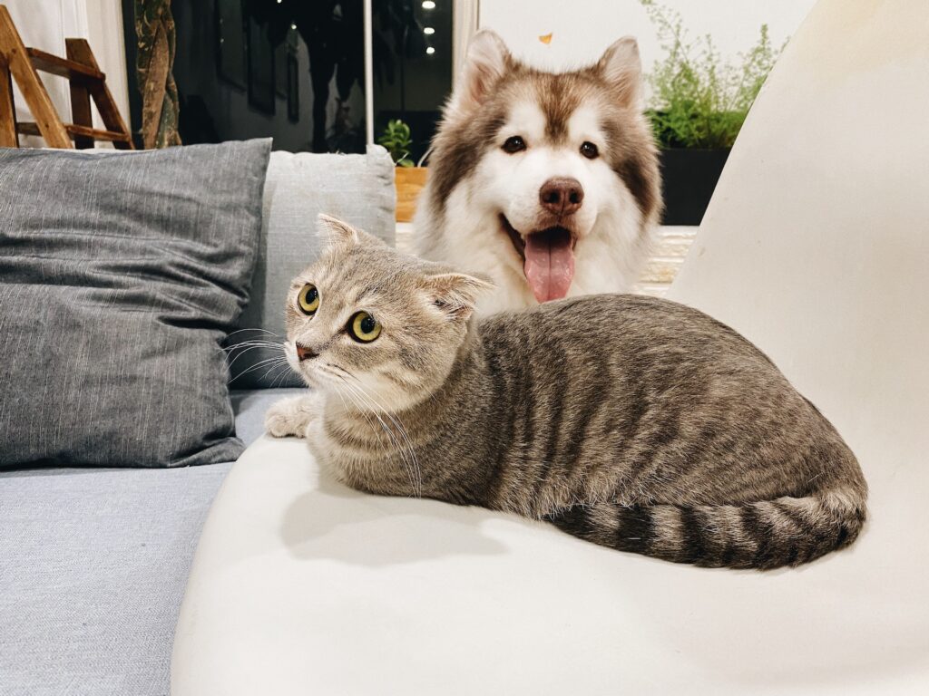 pets at home