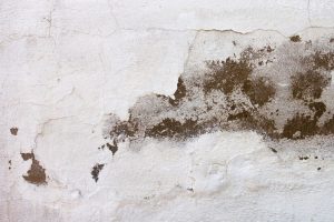 Mold Remediation