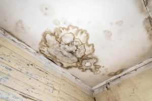 Mold Growth