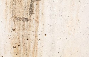 Mold Growth