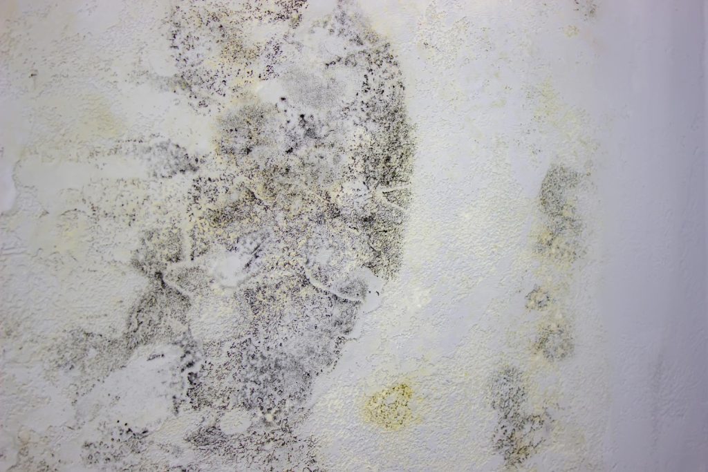 Mold