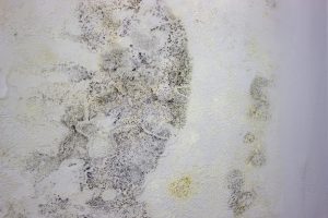 Mold