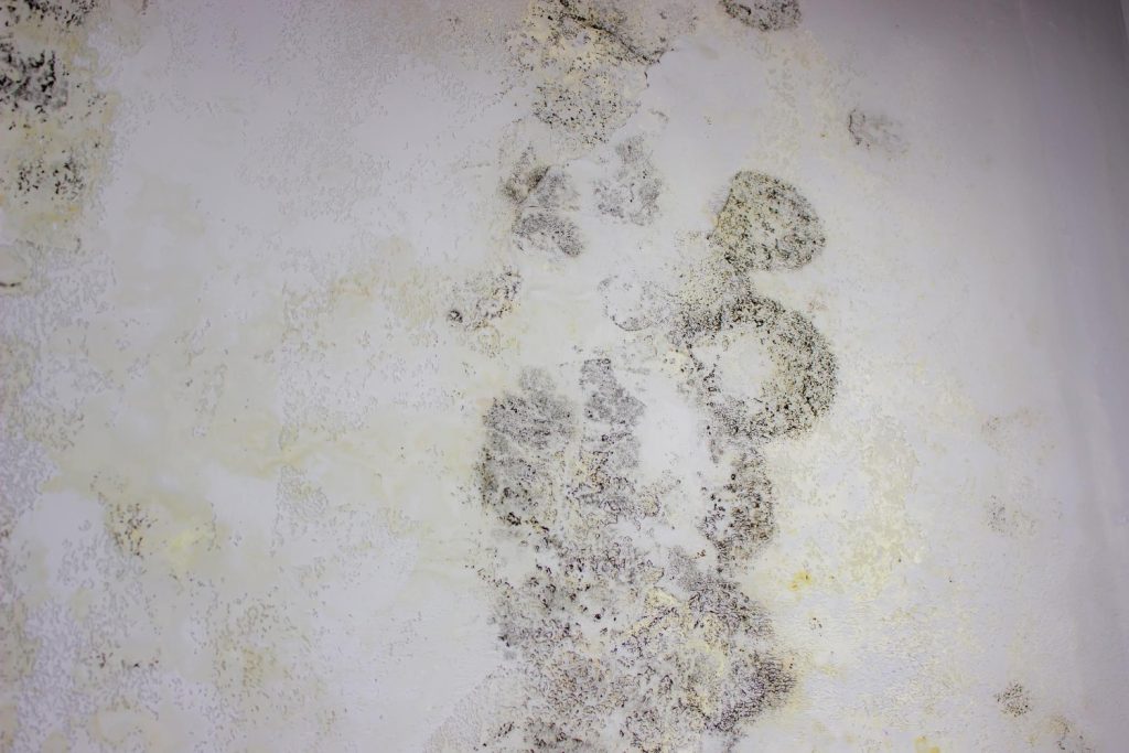 Mold
