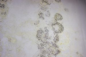 Mold
