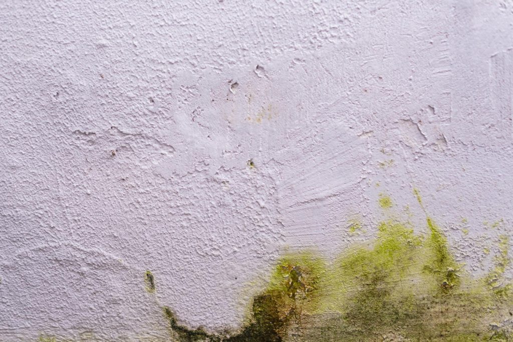 house mold