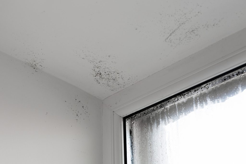 indoor mold