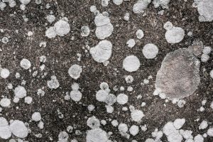 Winter Mold