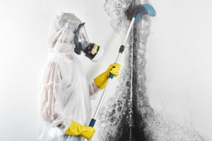Mold Cleanup