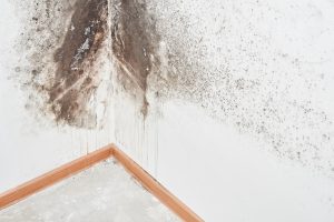 Mold Treatment