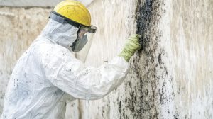 Mold Services