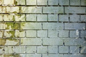 Mold Outbreaks