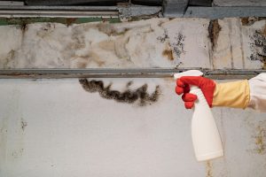 Mold Remediation