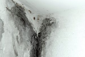 Mold Remediation