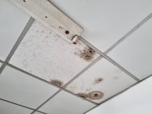 Mold Testing