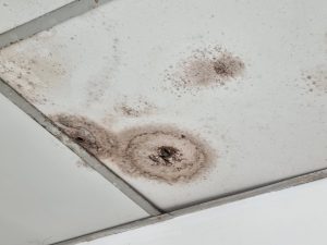 Mold Spores