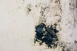 Mold Hotspots