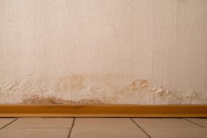 Mold Remediation