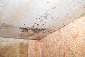 Mold-Free Living