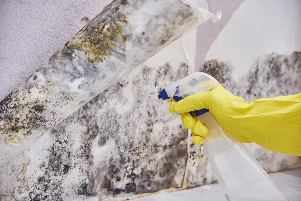Mold Removal