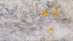 Mold