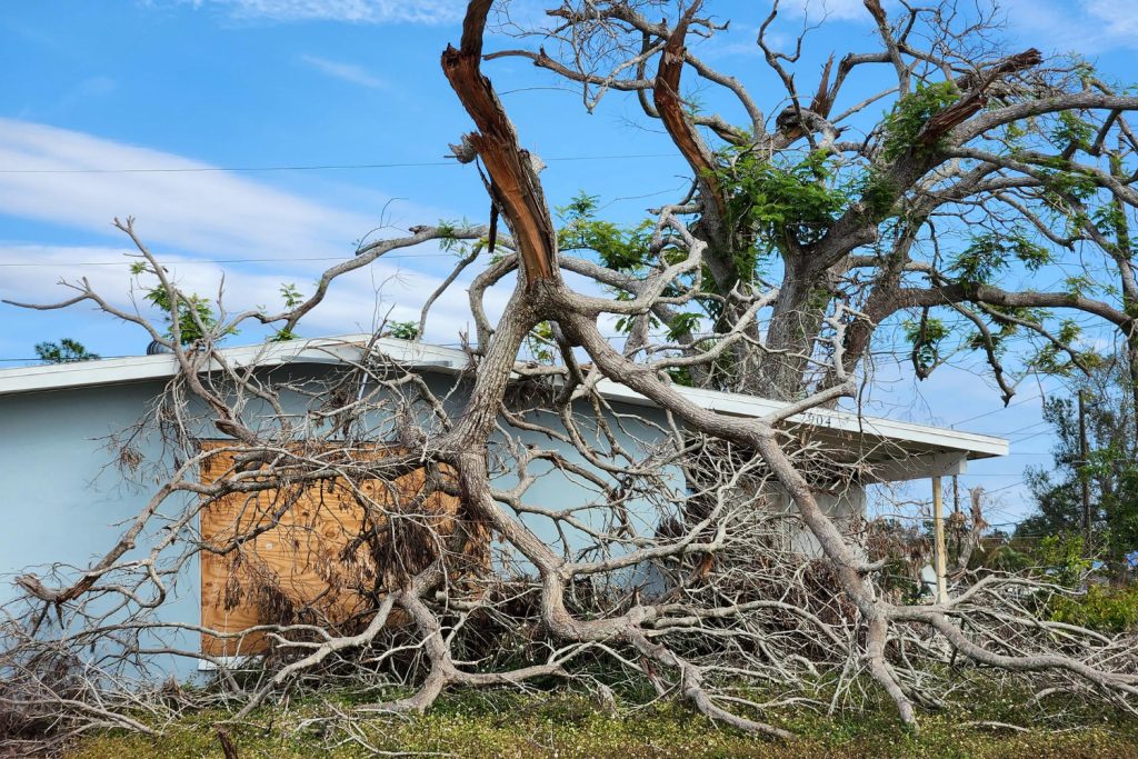 Tree Impact Damage