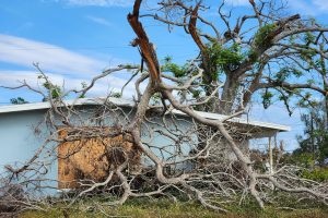 Tree Impact Damage