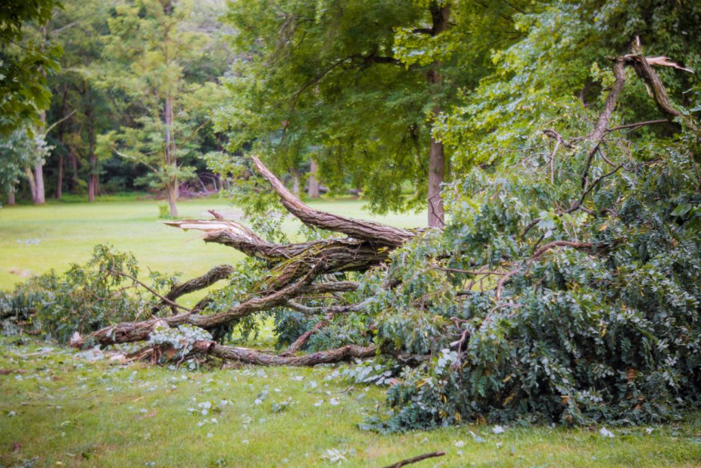Fallen Tree Damage