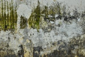 Mold