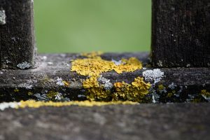 Asbestos