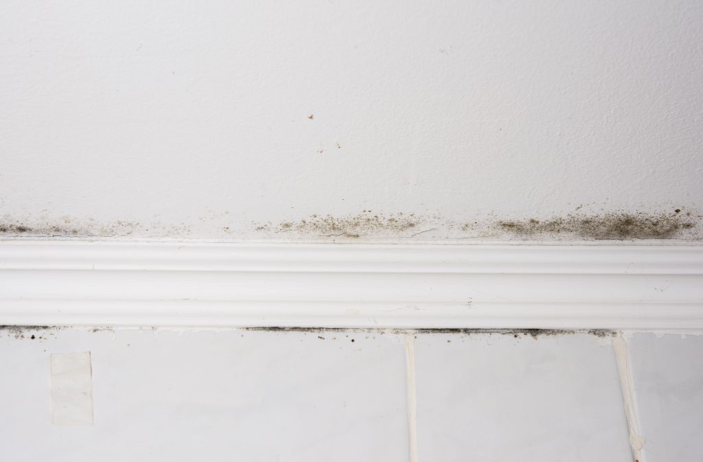 Black Mold