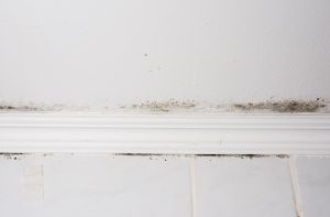 Black Mold
