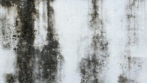 Mold