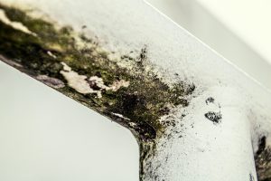 Mold