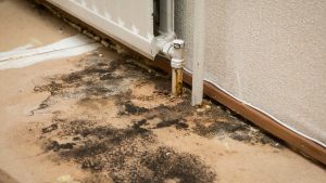 Best Black Mold Removal