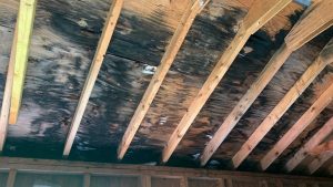 Top Mold Remediation