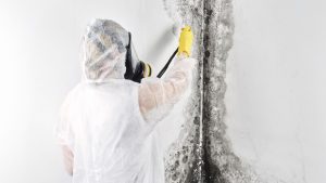 mold removal