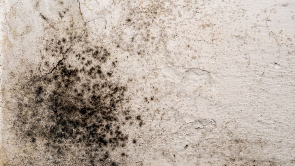 commercial mold remediation hutchinson ks
